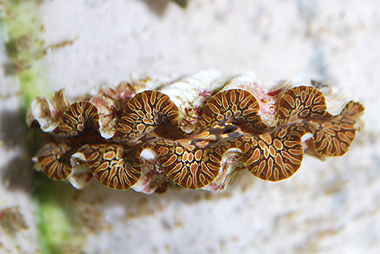 maxima zoo veikals